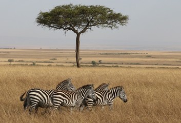 Obraz premium Some zebras with acacia tree in the background
