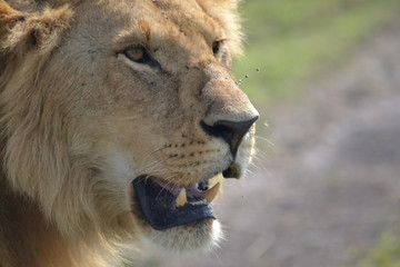 The head of a young lion in a close up shot.