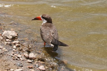 The rare african skimmer bird resting beside a river