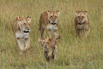 Three adult lionesses walk behind a cub in the plains. - Powered by Adobe