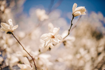 Background with blooming magnolia on a background of blue sky
