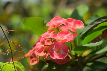 pink rose in the garden