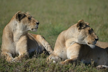 Two lionesses showing off their powerful chests and looking in the same direction