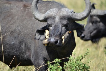  Two oxpeckers in each nostril of a buffalo