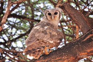 Verreaux eagle owl, the largest of the eagle family.