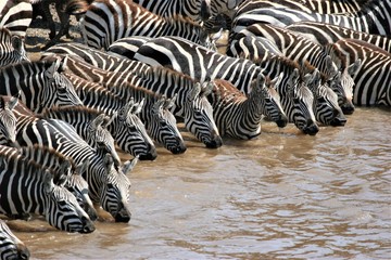Fototapeta na wymiar very many zebras drinking before crossing mara river.
