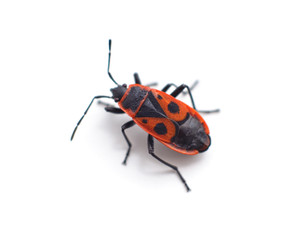 One red beetle.