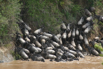 wildebeests stranded on a dead end.