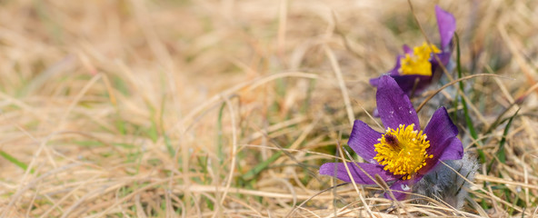 Banner: Blüte der Pulsatilla, Küchenschelle / Kuhschelle (lat.: Pulsatilla)