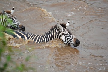 Fototapeta na wymiar Zebras make the first move while crossing mara river