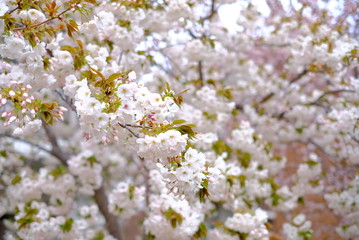 大阪　造幣局 桜の通り抜け　桜