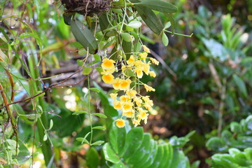 Obraz premium yellow orchid flower