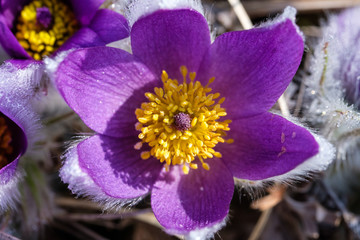 Makro einer lila Blüte von Pulsatilla, Küchenschelle / Kuhschelle (lat.: Pulsatilla)