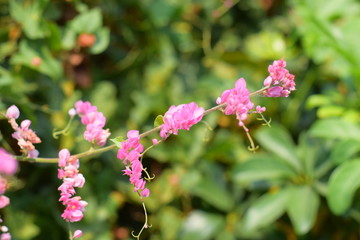 pink flowers in the garden