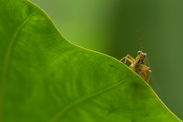grasshopper on leaf