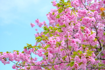 大阪　造幣局 桜の通り抜け　桜