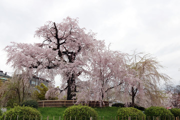 京都　桜の大木