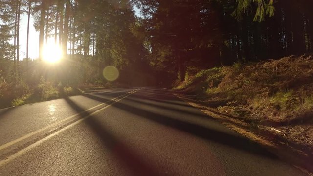 Driving On Empty Forest Road In Autumn, Beautiful Dappled Light, Oregon, USA