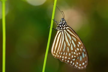 Blue Glassy Tiger butterfly -Ideopsis vulgaris, beautiful large butterfly from Eastern Asian meadows and woodlands, Malaysia.