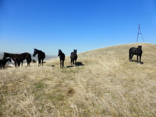 A herd of horses resting on the hillside