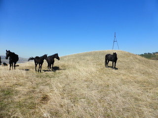 A herd of horses resting on the hillside