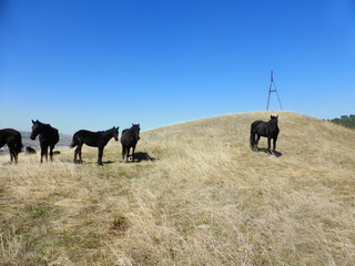 A herd of horses resting on the hillside