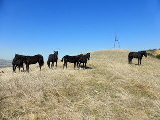 Fototapeta na wymiar A herd of horses resting on the hillside