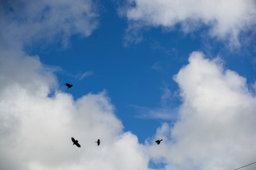 Birds flying in the sky