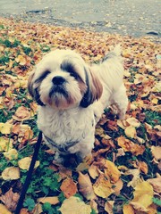 Smutny piesek © Marcin