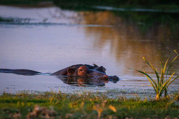 Flusspferd (Hippopotamus amphibius) in Namibia
