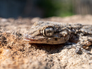 detail of the eye of a gecko. Tarentola mauritanica is a species of gecko (Gekkota) native to the Mediterranean area.