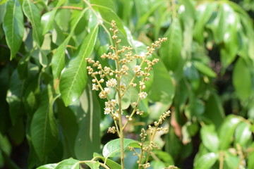 Longan flower 
