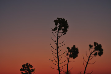 flower silhouette in sunset 