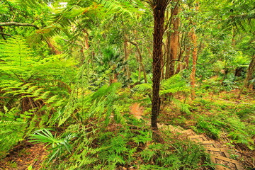 Trail through Australian lush forest