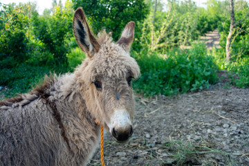 Portrait of a cute donkey