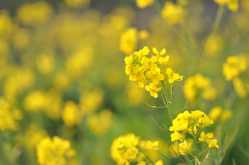 Rape blossoms