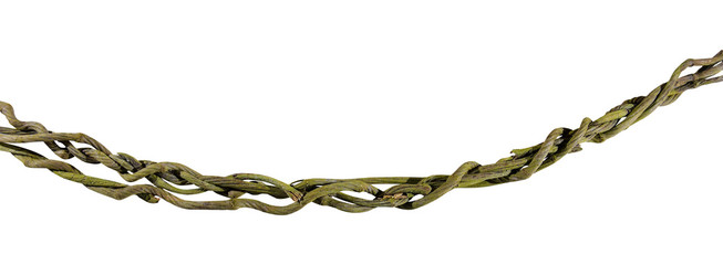 close up wood root. Spiral twisted jungle tree branch, vine liana plant isolated on white background, clipping path included. HD Image and Large Resolution. can be used as wallpaper
