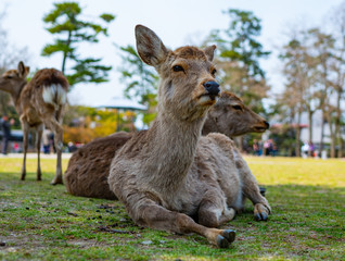 Many deer relaxing in Nara Park
