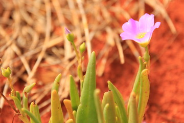 Desert flower in bloom in Australian Red Centre