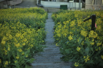 a pass of Rape blossoms