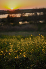 Rape blossoms