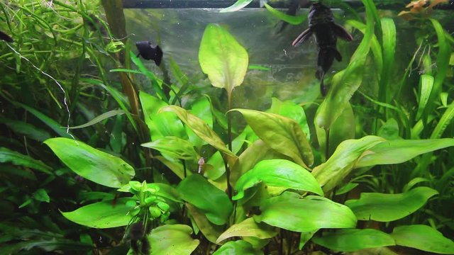 Feeding time hoplosternum thoracatum in aquarium with a variety of aquatic plants and fish inside, catfish cleaner. H.264 video codec