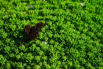Image of green grass. Image of green vegetation cover.