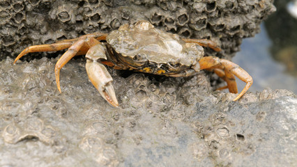 Krabbe im Watt