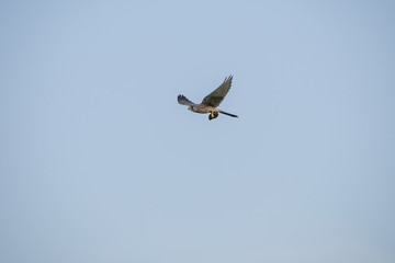 The Common Kestrel (Falco tinnunculus)