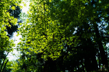 Green autumn leaves shining in the sunlight