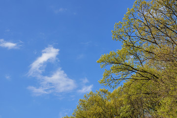 Obraz premium 新緑