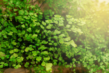 Green plants in botanical garden indoor.