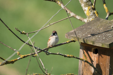 House sparrows (Passer domesticus)