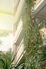 Green plants in botanical garden indoor.